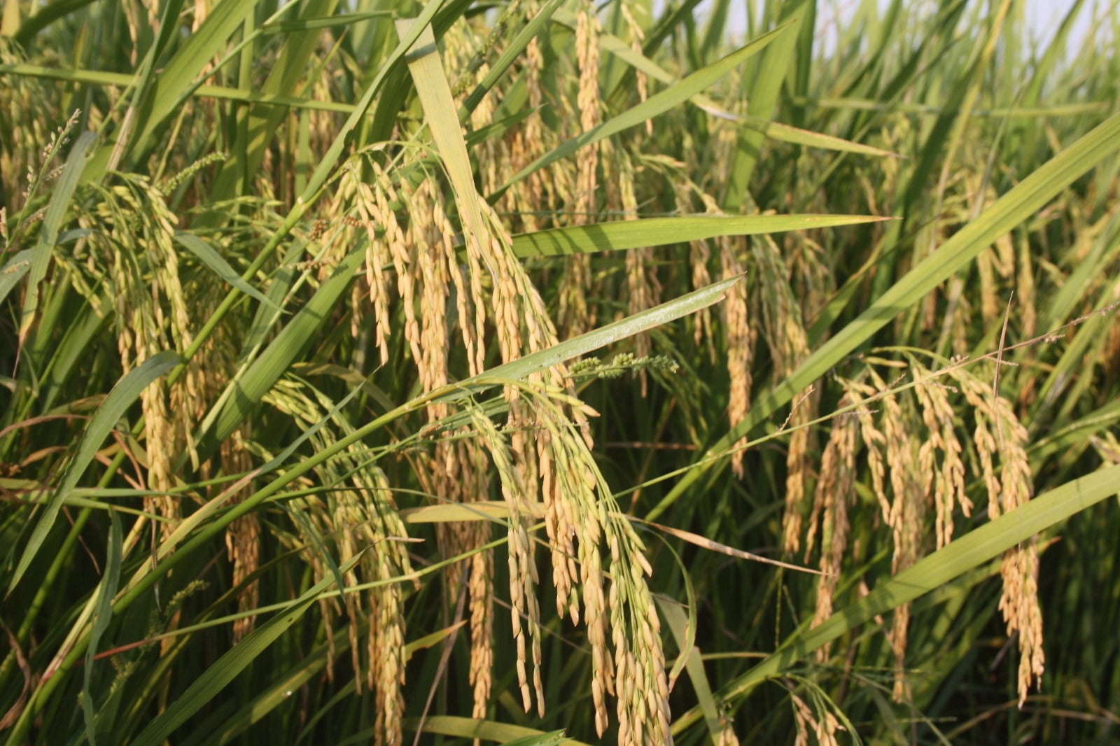 Is your daily cooking oil causing cancer?